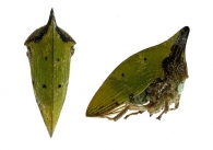 POLYGLYPTINI  Goding, 1892