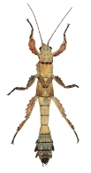 PRISOPODIDAE  Brunner von Wattenwyl, 1893