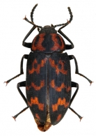 TENEBRIONINAE  Latreille, 1802