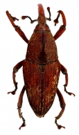 RHYNCHOPHORINI Schoenherr  1833