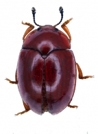 EROTYLIDAE Gen. sp.