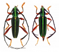 CALLICHROMATINI  Swainson, 1840