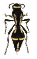 MUTILLIDAE Latreille, 1802