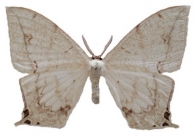 OXYTENINAE  Jordan,  1924
