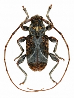ACANTHODERINI  Thomson,  1860