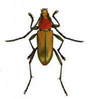 DICHOPHYIINI  Gen. sp.