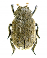 TROGIDAE  Macleay,  1819