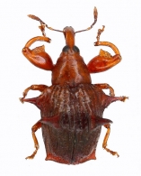 CURCULIONINAE  Latreille,  1802 