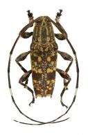 COLOBOTHEINI  Thomson, 1860
