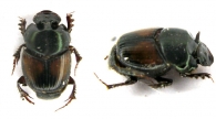 ONTHOPHAGINI  Burmeister, 1846