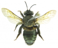 COLLETIDAE Lepeletier,  1841