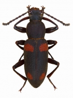 TENEBRIONINI  Latreille, 1802