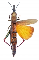 CAELIFERA  Ander,  1936 