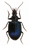PLATYNINAE  Bonelli, 1810