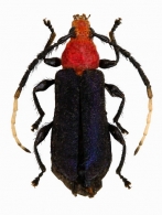 COMPSOCERINI  Thomson, 1864
