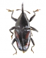 MADARINI Jekel  1865