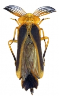 LAMPYRIDAE  Latreille,  1817