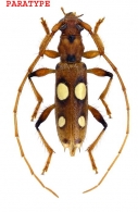ELAPHIDIINI  Thomson,  1864 
