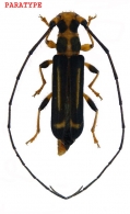 DODECOSINI  Aurivillius, 1912