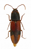 CARDIOPHORINAE  Candeze, 1860