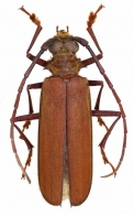 CALLIPOGONINI  Thomson,1861