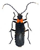 CANTHARIDAE Imhoff,  1856