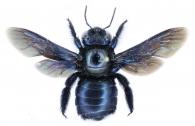 APIDAE Latreille,  1802