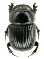 COPRINI  Leach, 1815