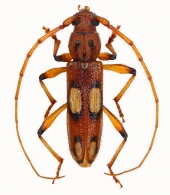 HESPEROPHANINI Mulsant, 1839