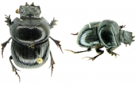 SCARABAEINAE Gen. sp.