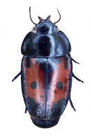 PSEUDOMORPHINAE  Newman, 1842