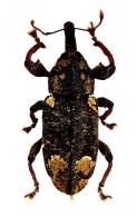 MOLYTINAE  Schoenherr,  1826 