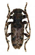 ACANTHODERINI  Thomson, 1860