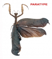 ACANTHROPIDAE  Burmeister, 1838