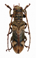 PTEROPLIINI  Thomson, 1860