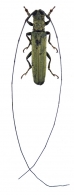 AGAPANTHIINI  Mulsant, 1839