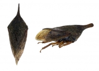 MEMBRACIDAE Gen.  sp. 