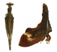 STEGASPIDINAE Haupt, 1929