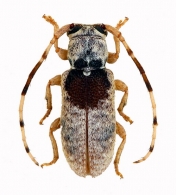 DESMIPHORINI Gen. sp