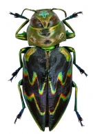 BUPRESTINAE Leach,  1815