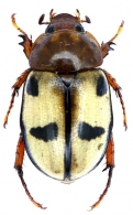 SCARABAEIDAE  Latreille, 1802
