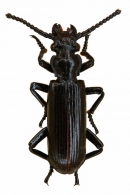 PAUSSINAE  Latreille, 1807
