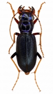 CICINDELINAE  Latreille, 1802