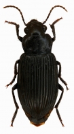 HARPALINAE Bonelli, 1810