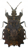 ARADIDAE  Spinola, 1837