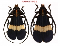 PTEROPLATINI  Thomson, 1861