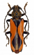CERAMBYCINI  Latreille, 1802