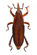 DRYOPHTHORINAE Gen. sp. 