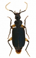 DRYPTINAE Bonelli, 1810