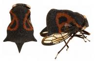 HETERONOTINAE Goding, 1926 